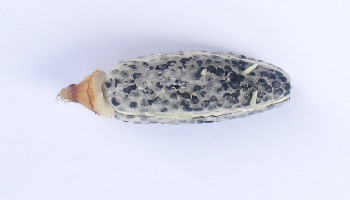 Aframomum melegueta - Alligator pepper viable seeds - Tropilab.